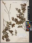 Foto von Salix aurita L. x Salix myrtilloides L.